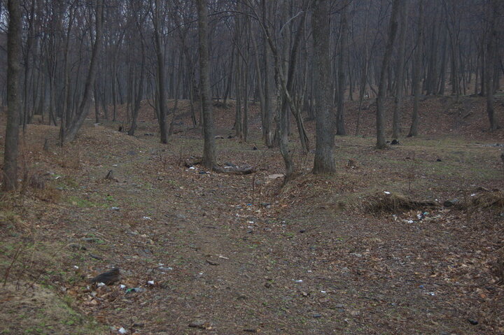 Лес становится чище