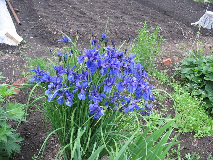 Наши коренные приморцы - ирисы.