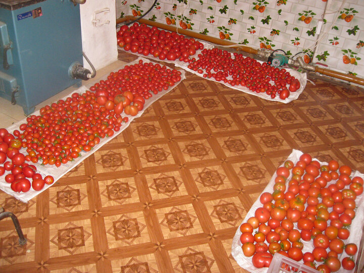 Помидорная пора