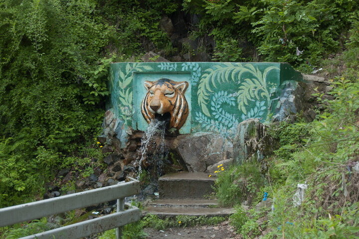 Анучинский тигр