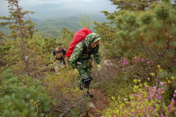 Лес изменился