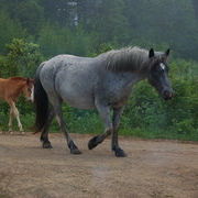 Кони серые...