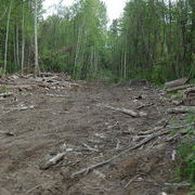 Только бизнес