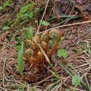 А тут еще не распустился