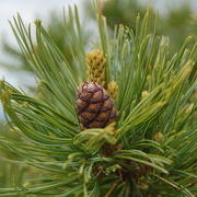 Кедровый сланик