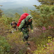 Лес изменился