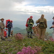 Вышли из леса