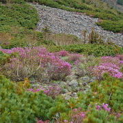 Альпийский луга