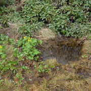 И еще один родник