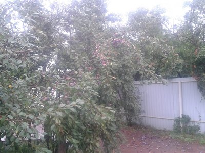 дом  (кафе, база)  в Московской области