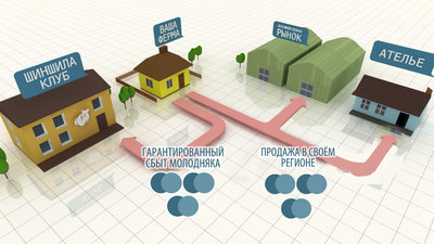Бизнес на разведении шиншилл 89093040488