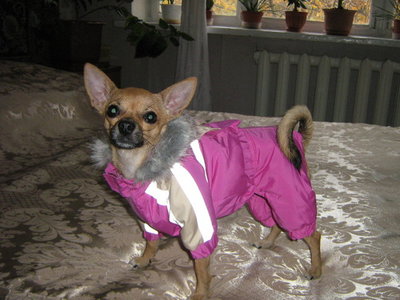 одежда для собак