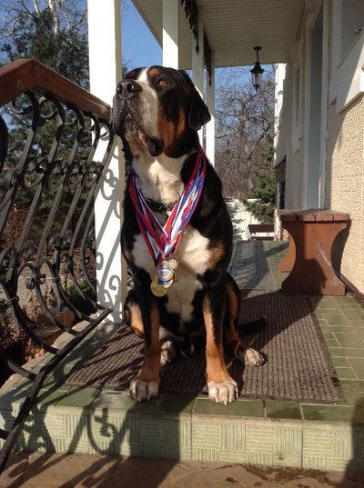 Продаются 3-х месячные щенки Большой Швейцарский Зенненхунд