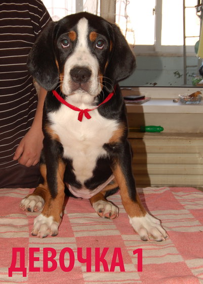 Продаются 3-х месячные щенки Большой Швейцарский Зенненхунд