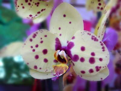 Орхидея в горшках