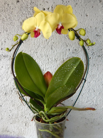 Орхидея в горшках