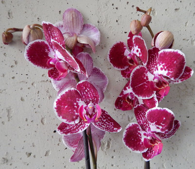 Орхидея в горшках