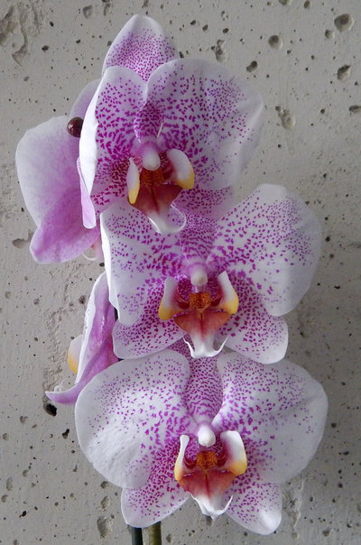 Орхидея в горшках