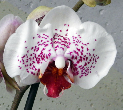Орхидея в горшках
