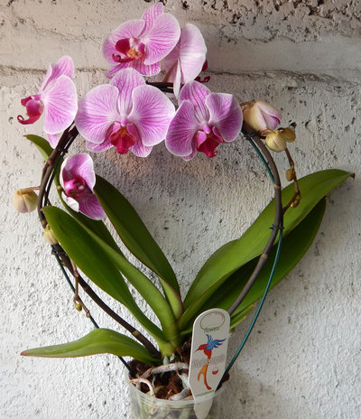 Орхидея в горшках