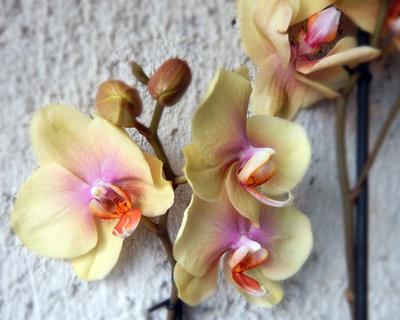 Орхидея в горшках