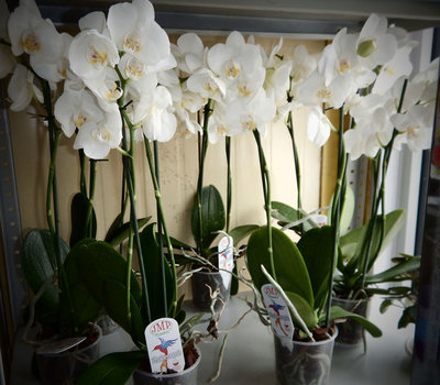 Орхидея фаленопсис.