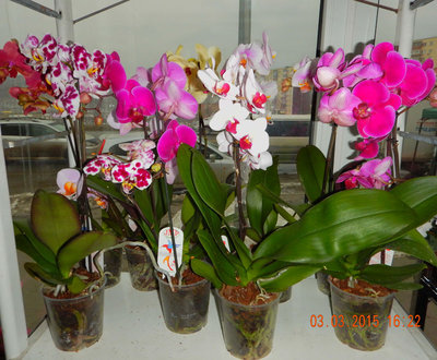 Орхидея фаленопсис.