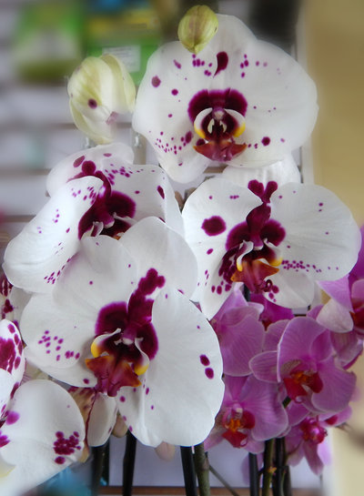 Орхидея фаленопсис.