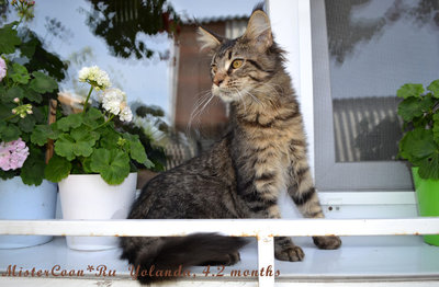 Мейн кун котята кошки великаны