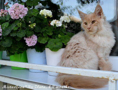 Мейн кун котята кошки великаны