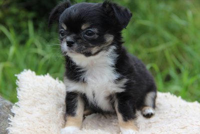 продам щенков длинношерстого чихуахуа от великолепных производителей.