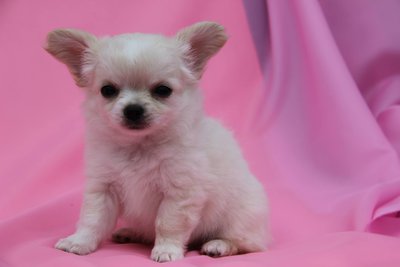 продам щенков длинношерстого чихуахуа от великолепных производителей.