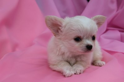 продам щенков длинношерстого чихуахуа от великолепных производителей.