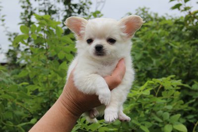 продам щенков длинношерстого чихуахуа от великолепных производителей.