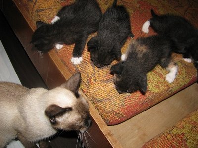 Отдам в хорошие руки симпатичных котят