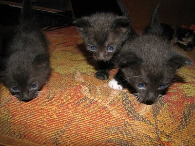 Отдам в хорошие руки симпатичных котят