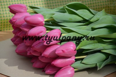Тюльпаны оптом к 8 марта 2018