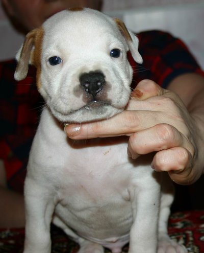 Американского стаффордширского терьера щенок