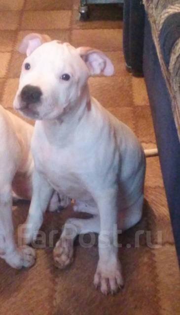 Американского стаффордширского терьера щенок