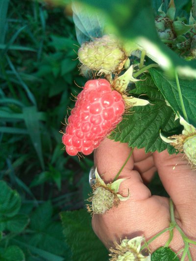 Саженцы малины 