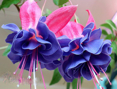 Фуксии сортовые. Укорененные черенки.