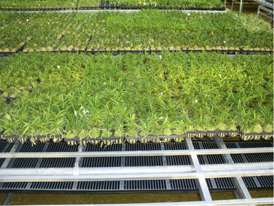 Ищем дилеров в регионах России – реализация теплого пленочного ИК пола Mirae и PowerFilm