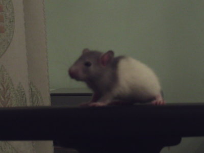 Самые лучшие животные! Не пропустите!