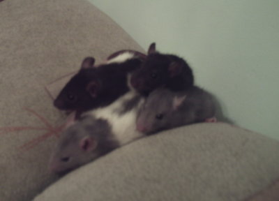 Самые лучшие животные! Не пропустите!