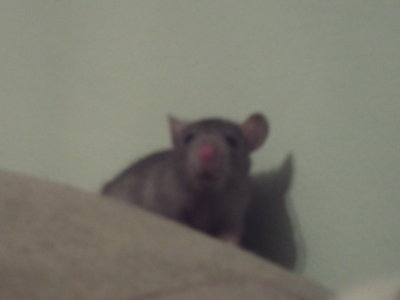 Самые лучшие животные! Не пропустите!