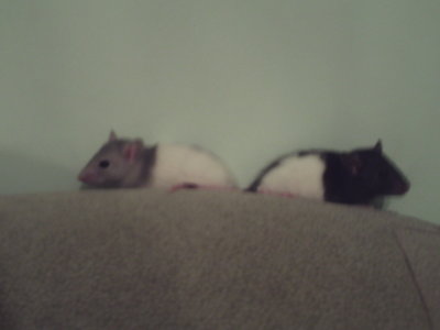 Самые лучшие животные! Не пропустите!