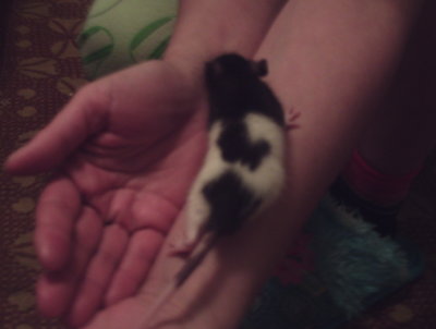 Самые лучшие животные! Не пропустите!