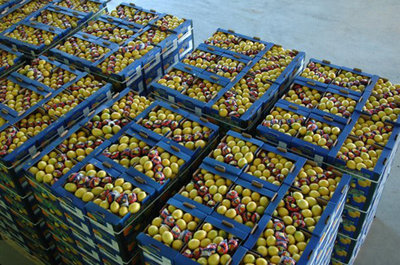 Апельсины и лимоны из Турции! Прямая поставка во Владивосток!