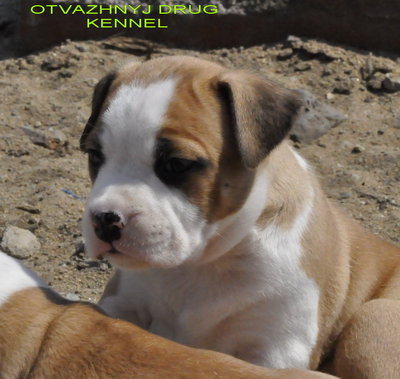 Щенки стаффа