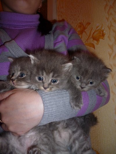 Отдам котят в добрые руки!!!